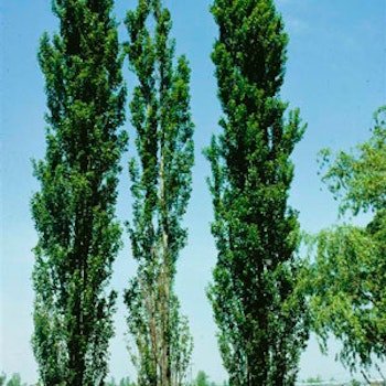 Populus nigra 'Italica' Pyramidepoppel