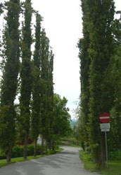 Populus tremula 'Erecta' Søyleosp