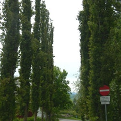 Populus tremula 'Erecta' Søyleosp