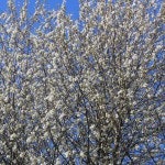 Prunus avium Søtkirsebær