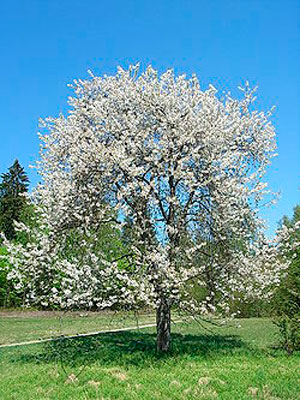 Prunus avium Søtkirsebær