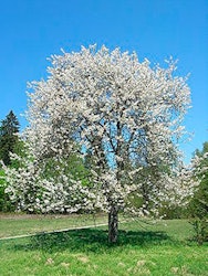 Prunus avium Søtkirsebær