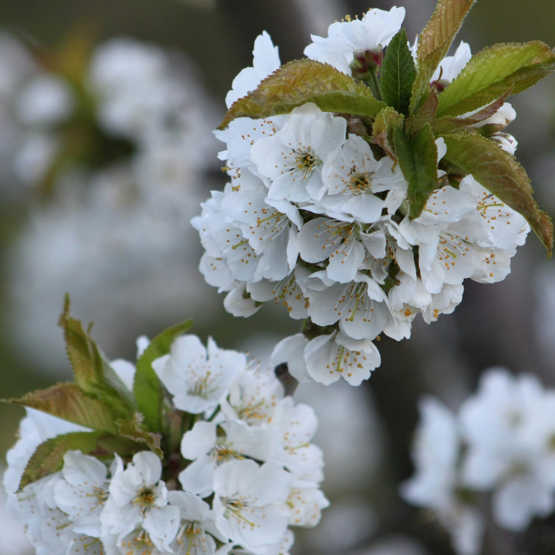 Prunus avium Søtkirsebær