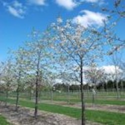 Prunus avium KLOSTER®E (‘Eplkls’) Søtkirsebær