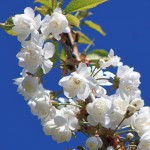 Prunus avium 'Plena' Søtkirsebær