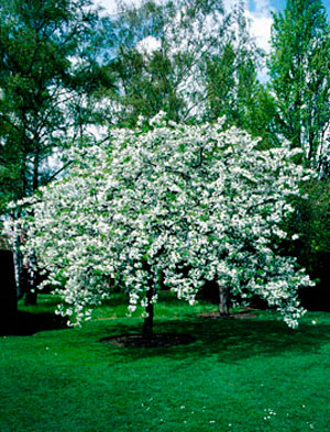 Prunus avium 'Plena' Søtkirsebær