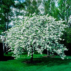 Prunus avium 'Plena' Søtkirsebær