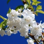 Prunus avium 'Plena' Søtkirsebær