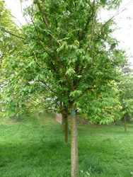 Prunus maackii GALLA® E (fk Ås) Neverhegg