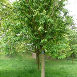Prunus maackii GALLA® E (fk Ås) Neverhegg