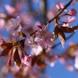 Prunus sargentiiSYMFONI®E (‘Eplsym’) Sargentkirsebær