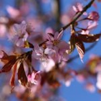 Prunus sargentiiSYMFONI®E (‘Eplsym’) Sargentkirsebær