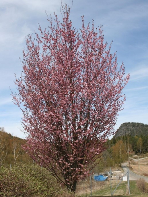 Prunus sargentiiSYMFONI®E (‘Eplsym’) Sargentkirsebær