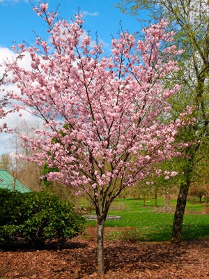 Prunus sargentii Sargentkirsebær