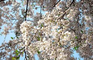 Prunus x yedoensis Tokyo-kirsebær