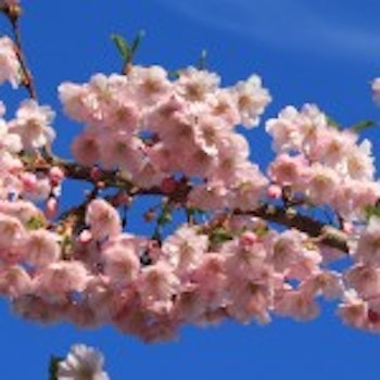 Prunus x 'Accolade' Prydkirsebær