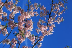 Prunus x 'Accolade' Prydkirsebær