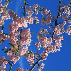 Prunus x 'Accolade' Prydkirsebær