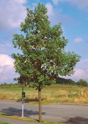 Quercus petraea Vintereik
