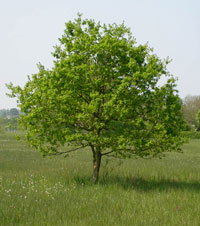 Quercus robur Sommereik