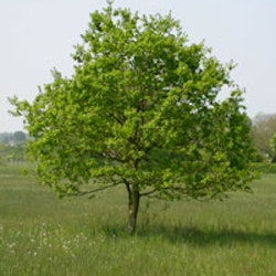 Quercus robur Sommereik