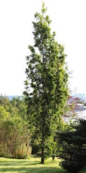 Quercus robur 'Fastigiata Koster' Søyle-Eik
