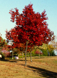 Quercus rubra Rødeik
