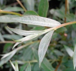 Salix alba 'Sericea'/'Sibirica' Sølvpil