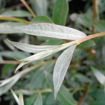 Salix alba 'Sericea'/'Sibirica' Sølvpil