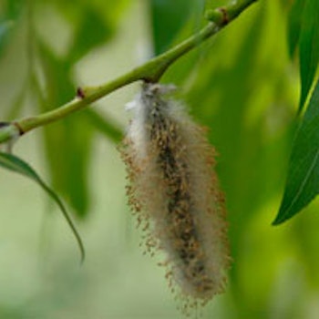 Salix daphnoides Doggpil