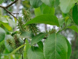 Salix caprea Selje