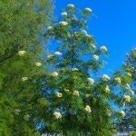 Sorbus ‘Astrid’ E Rogn Astrid E