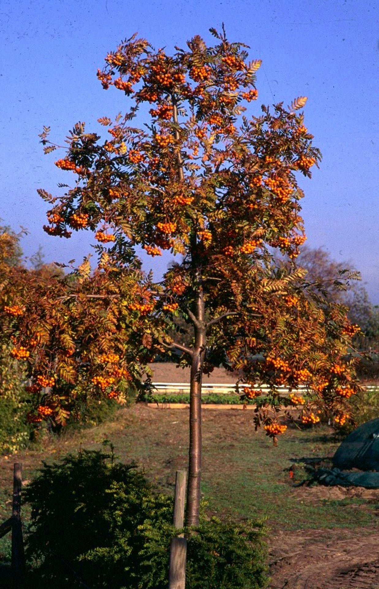 Sorbus ‘Astrid’ E Rogn Astrid E