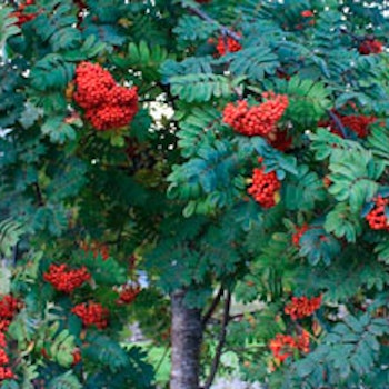 Sorbus aucuparia 'Rosina' E Rogn