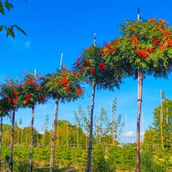 Sorbus commixta HALLA SAN®E (‘Eplhal’) Korearogn