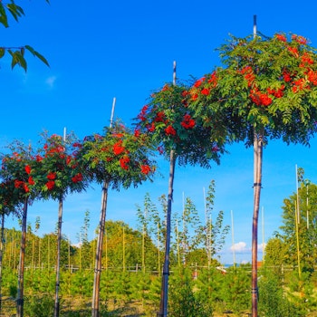 Sorbus commixta HALLA SAN®E (‘Eplhal’) Korearogn