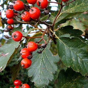 Sorbus intermedia fk Horten E Svenskeasal