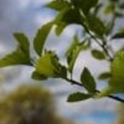 Sorbus incana E Gråasal E