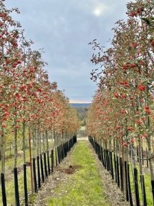 Sorbus x thuringiaca 'Fastigiata' E Kuleasal