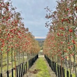 Sorbus x thuringiaca 'Fastigiata' E Kuleasal