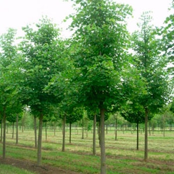 Tilia cordata Småbladlind