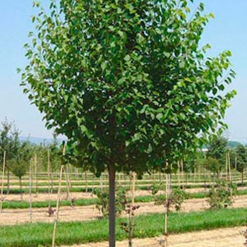 Tilia cordata 'Greenspire' Småbladlind