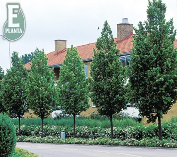 Tilia cordata 'Linn'®E Småbladlind