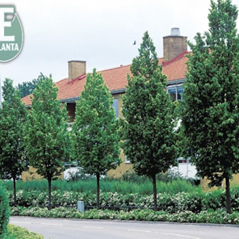 Tilia cordata 'Linn'®E Småbladlind