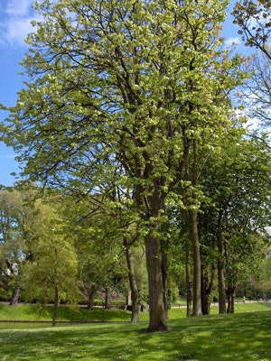 Tilia platyphyllos 'Odin' DAFO Storbladlind