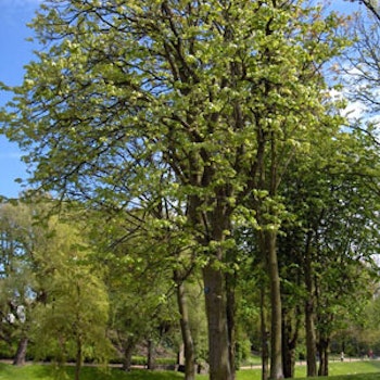 Tilia platyphyllos 'Odin' DAFO Storbladlind