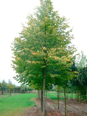 Tilia x europaea 'Zwarte Linde' Parklind