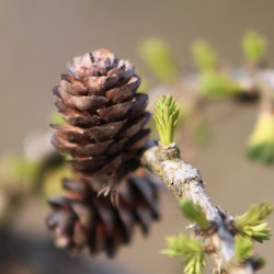 Larix sibirica Sibirlerk