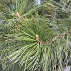 Pinus cembra Sembrafuru