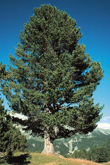 Pinus cembra Sembrafuru